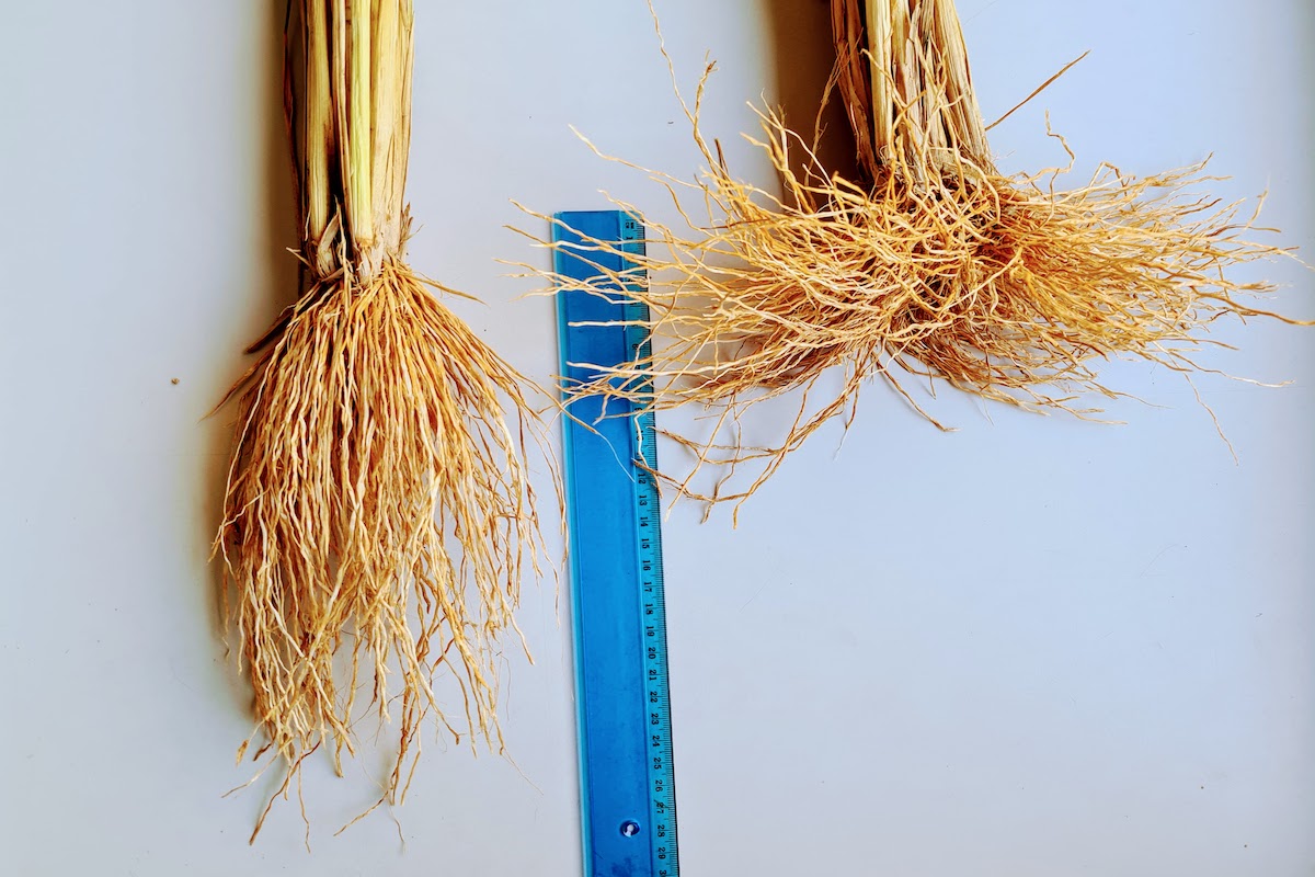 riso-cultivar-nuova-varieta-nuovo-prometeo-confronto-fonte-ente-nazionale-risi-1200x800.jpg